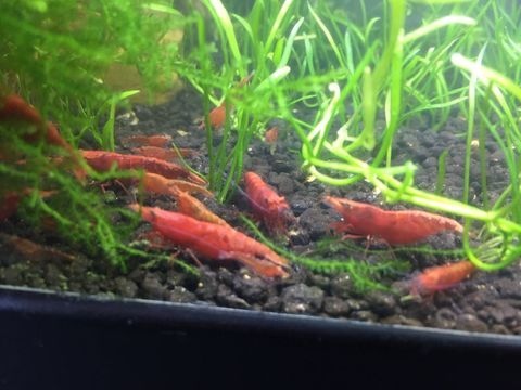 Crevettes N&eacute;ocaridina Red Sakura (Sakura Red) 2 69570 Dardilly