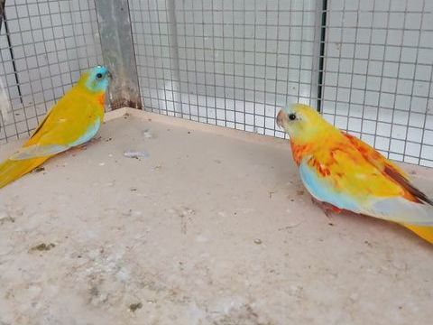 Perruches de Bourke, turquoisines, calopsites 70 44150 Ancenis