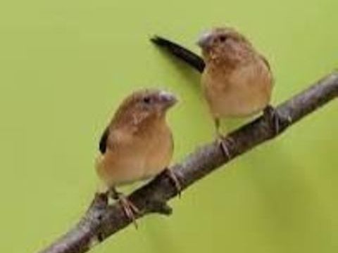 Exotiques 10 57400 Sarrebourg