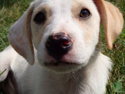 Tygo à l'adoption 320 63000 Clermont-ferrand