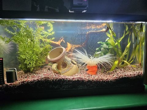 aquarium 50 57500 Saint-avold