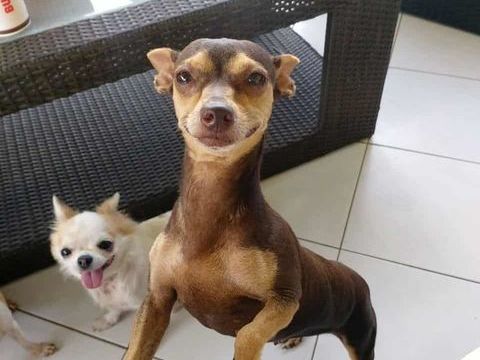 DAISY LA BELLE CHIHUAHUA 350 94000 Crteil