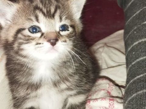 petit chaton 0 50300 Avranches