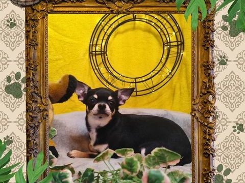 Chiot chihuahua femelle poils courts 600 18140 Pr�cy