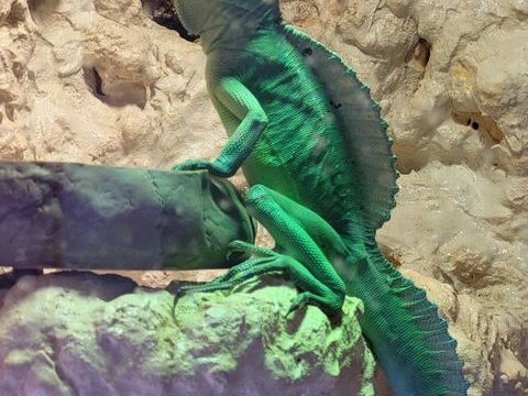 BASILICUS PLUNIFORM.......male 90 79000 Niort