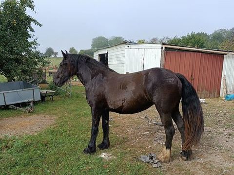 cheval gypsian croisement Frison Irish cob 3800 80135 Oneux