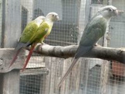   Couple conure molinae repro 