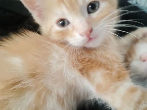 Donner chatons contre bon soin 0 31470 Saint-lys