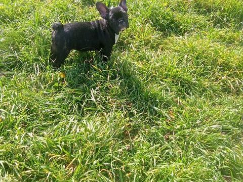 Petit bouledogue francais m&acirc;le 4 Mois disponible 650 72110 Bonn�table
