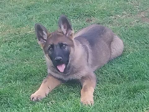 chiots berger allemand LOF, dos droit , ancien type . 900 86000 Poitiers