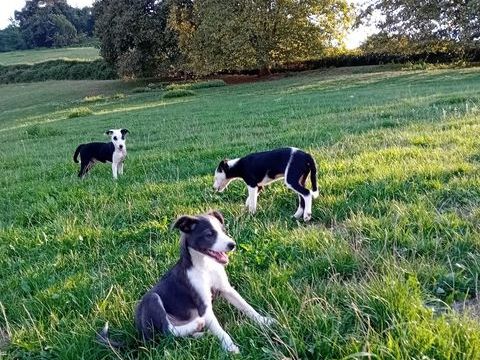 Chiots border collie x ratier 0 64640 Saint-esteben