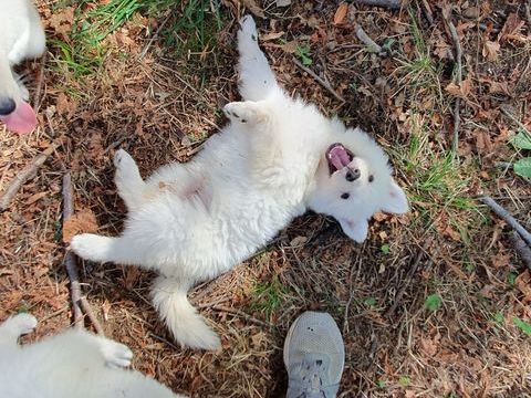 Chiots Berger Blanc Suisse LOF &agrave; R&eacute;server 1600 39570 Revigny
