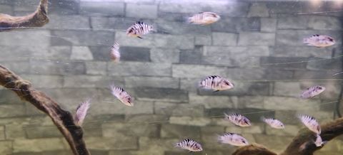 Nigrofasciata Cychlid&eacute; z&egrave;bre petits 1 44210 Pornic