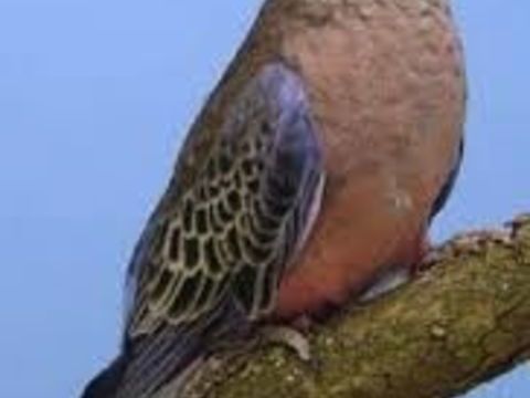 Recherche perruche de bourke 0 34410 Sauvian