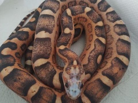 Serpent des bl&eacute;s scaleless femelle 150 26270 Loriol-sur-drôme