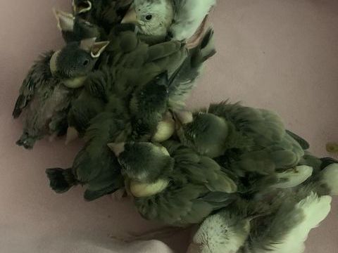 Paddas 100 60700 Pont-sainte-maxence