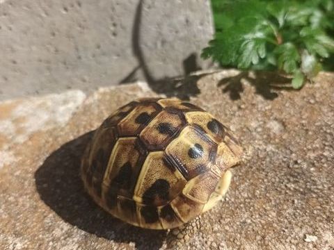Petite tortue 35 84140 Montfavet