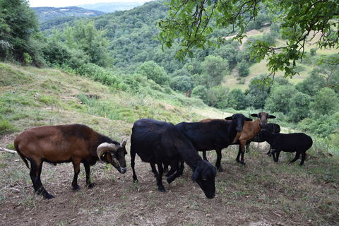Moutons du Cameroun 450 12330 Mouret