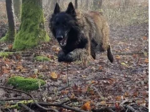 Berger belge tervueren
0 59258 Lesdain