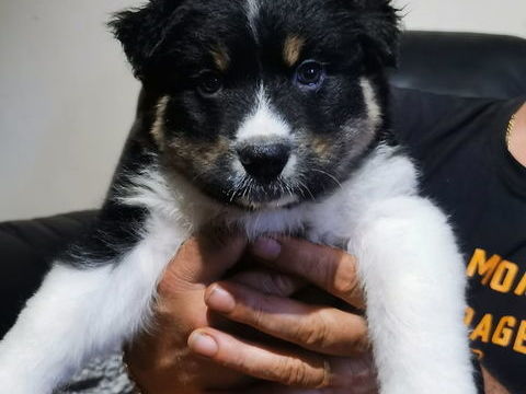 Magnifique chiots bergers australien male et femelle 650 40120 Arue