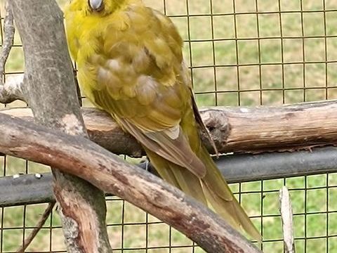 Kakariki 50 80190 Potte