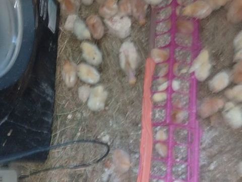 Donne des poussins futur poules pondeuses rousse et blanche 0 93800 �pinay-sur-seine