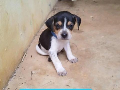 Vaillant, l'adorable bébé 300 77000 Livry-sur-seine