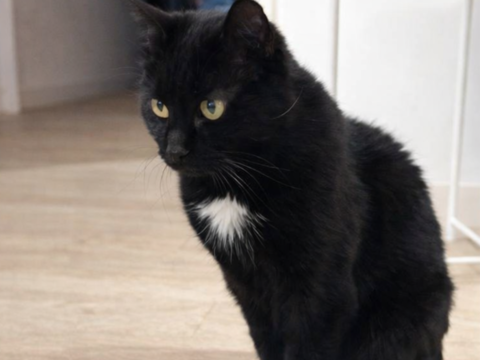 PEARL 200 35132 Vezin-le-coquet