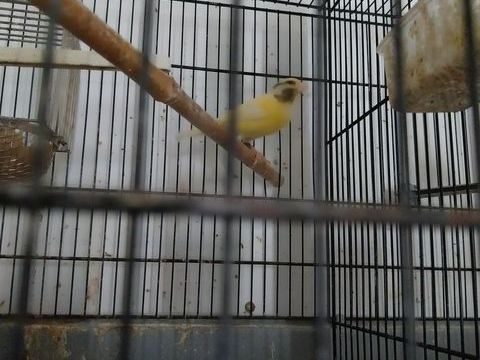 Canaris bec droit 20 17260 Gémozac