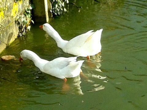 Couples  oies blanches yeux bleu 0 41120 Feings