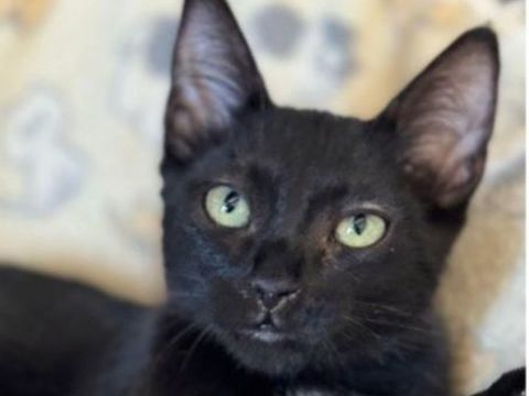 REGALIZ 220 95610 �ragny