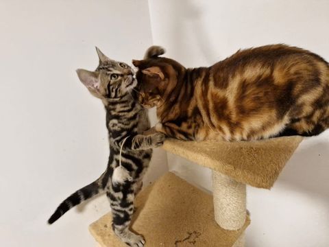 Don chaton mâle 0 95600 Eaubonne