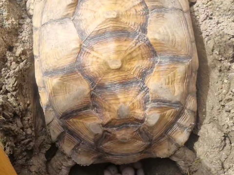 sulcata 1500 59140 Dunkerque