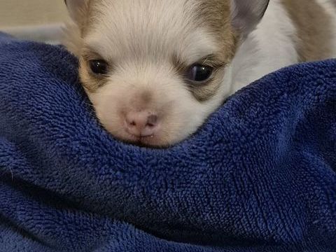 chihuahua poils long 830 17400 Saint-denis-du-pin