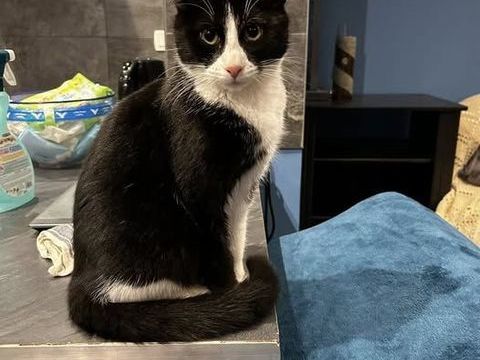 Chat ANAKIN à l adoption 180 26240 Claveyson