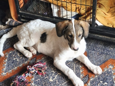 VERA en roumanie ( nous lui cherchons une famille d accueil pour la sauver ) 0 75018 Paris