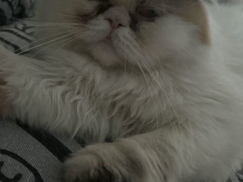 Femelle persane 0 64000 Pau