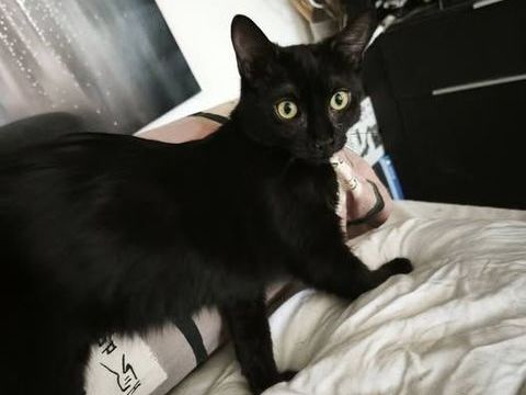 Chat SCOUBY à l adoption 180 07130 Saint-romain-de-lerps