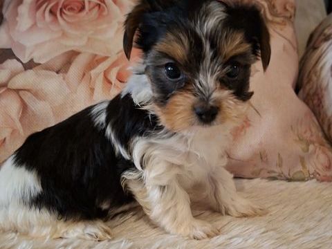  bébés  yorkchers BIEWER 1150 24110 Manzac-sur-vern