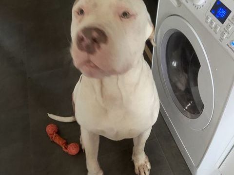 A adopter Bully xxl 0 13800 Istres