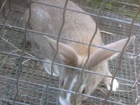 Lapins hybrides 20 59220 Denain