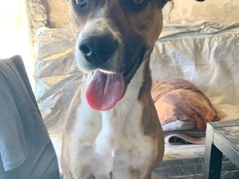 Timi est à l'adoption! 0 34000 Montpellier