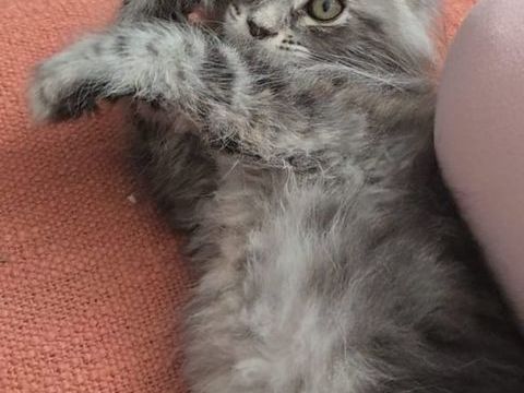 Chatons Maine Coon Non LOOF Polydactyles/Standards 1000 77300 Fontainebleau