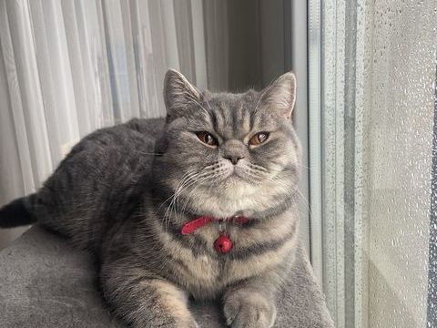 British 0 77270 Villeparisis