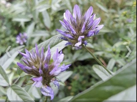 Urgent- Je donne des pieds de Psoral�e bitumineuse  0 Hy�res (83)