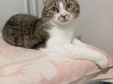 SONIC 190 71490 Couches