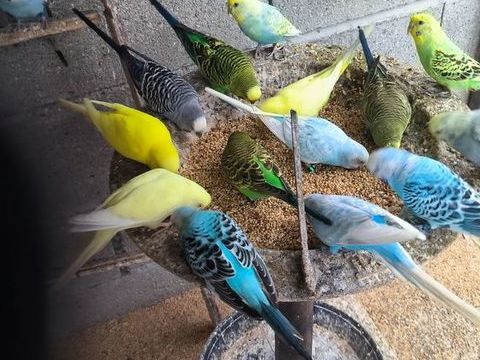 cause surnombre perruches différentes couleurpièces si 10 64270 Puyo