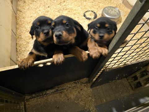 Rottweiler 850 77750 Saint-cyr-sur-morin