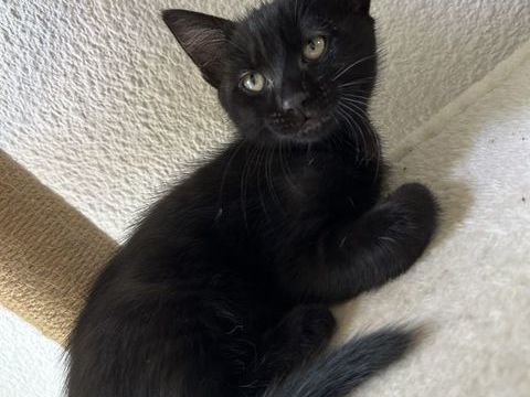 Chaton 0 65140 Rabastens-de-bigorre