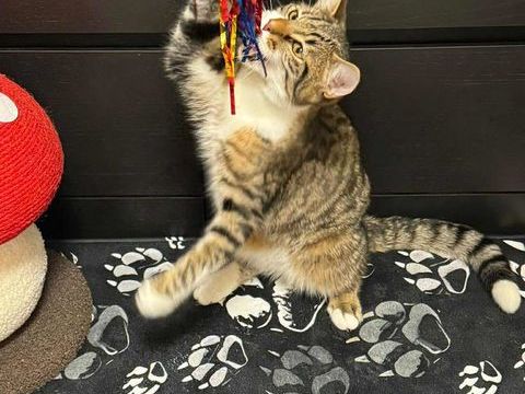 Alvin, un chaton craquant &agrave; adopter ! 180 92000 Nanterre